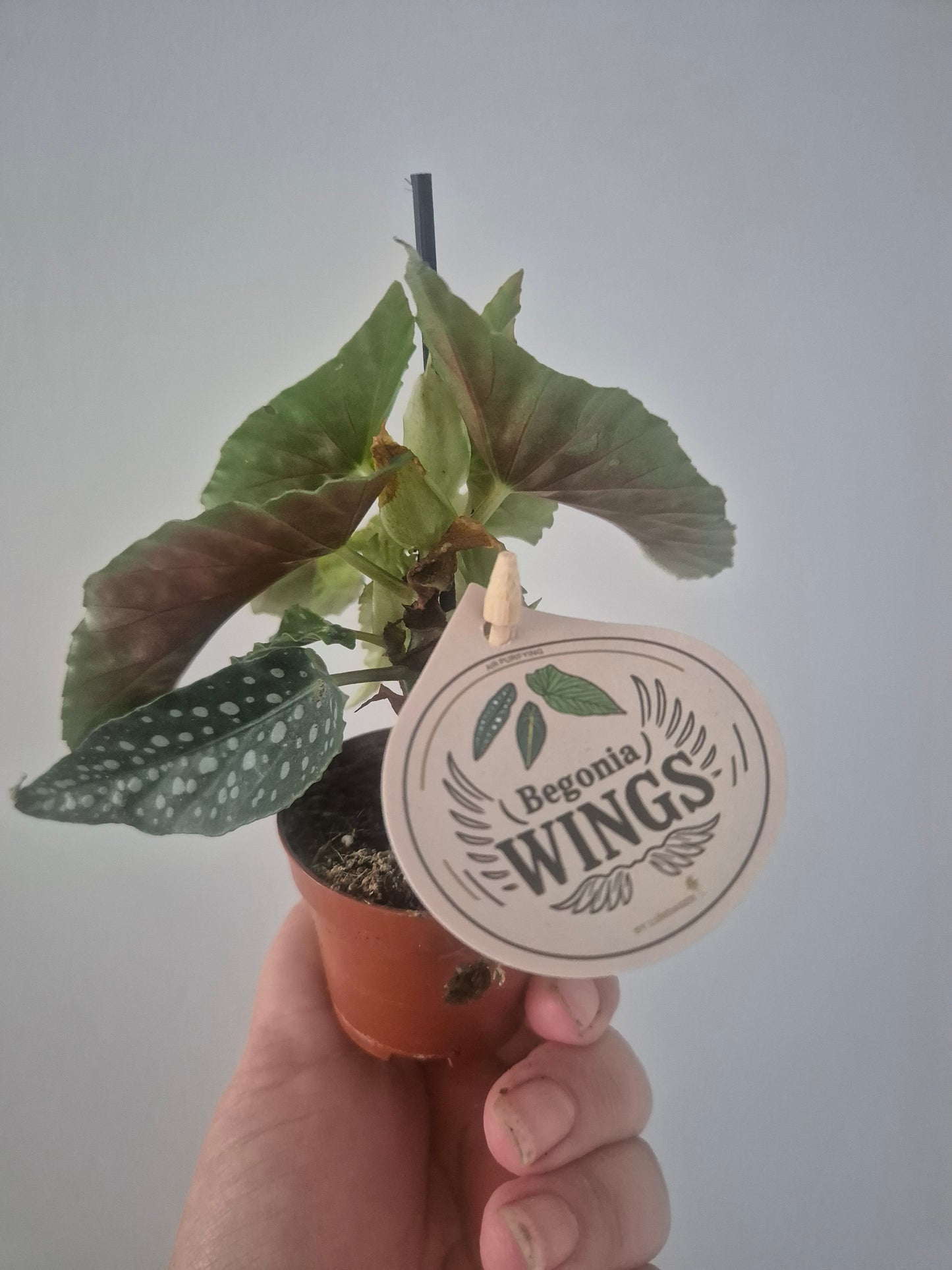 Begonia White ice | Well rooted cuttings | Sent bare rooted