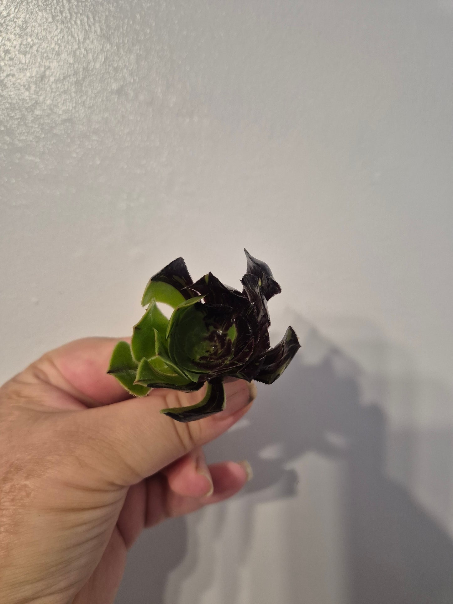 Aeonium Bundle Of 4 Unrooted | Super Bang | Mona Lisa| White Garnet | Mardi Gras