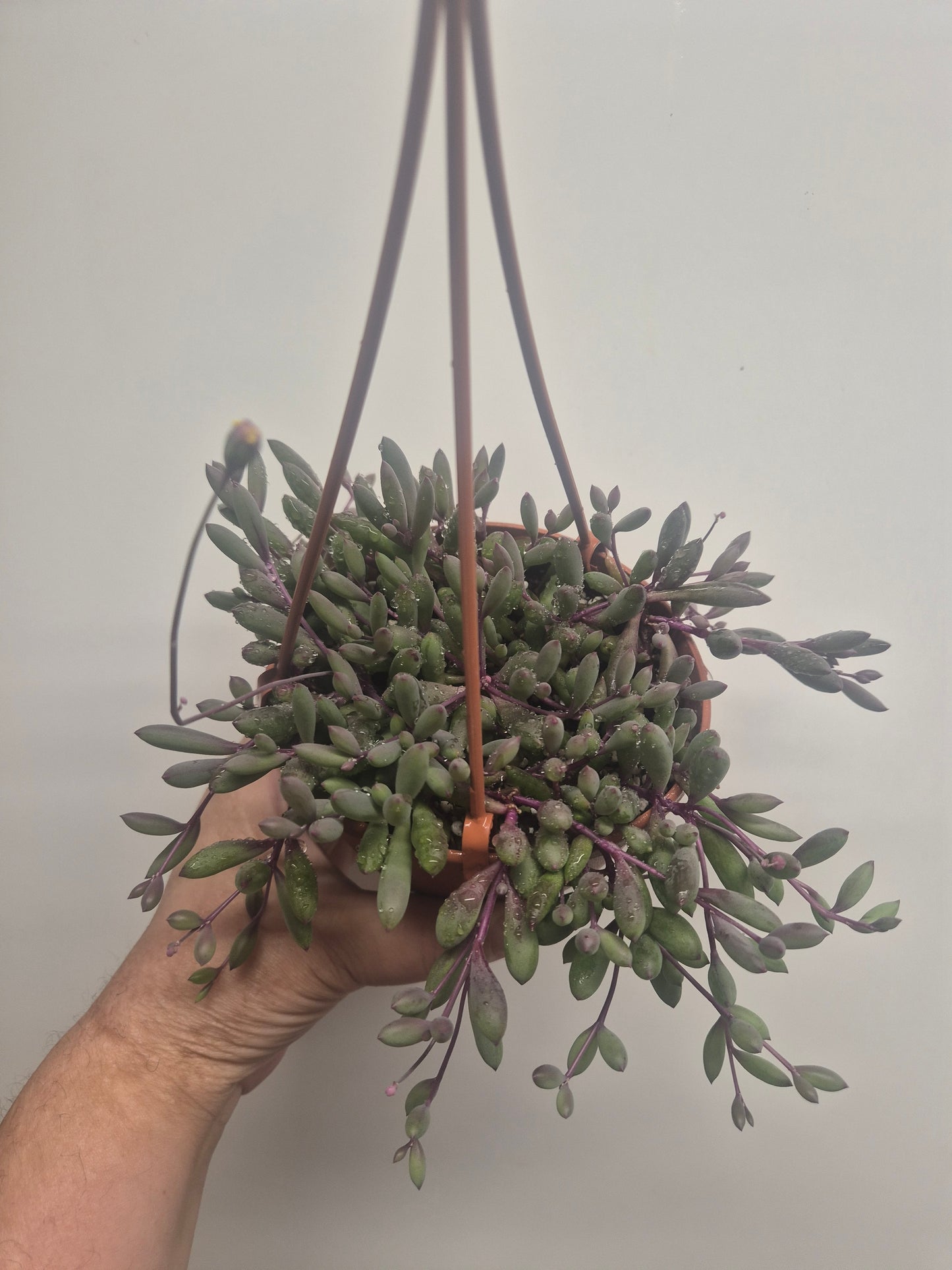 Ruby Necklace Othonna capensis trailing succulent plant in 12cm hanging pot