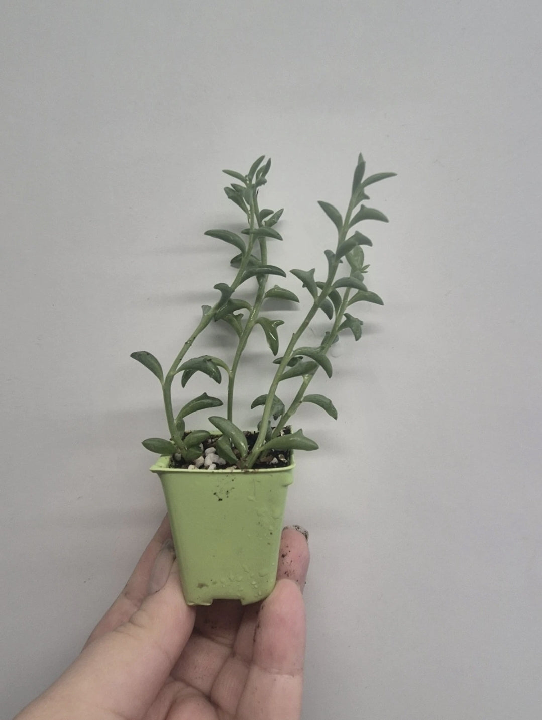 String of Dolphins