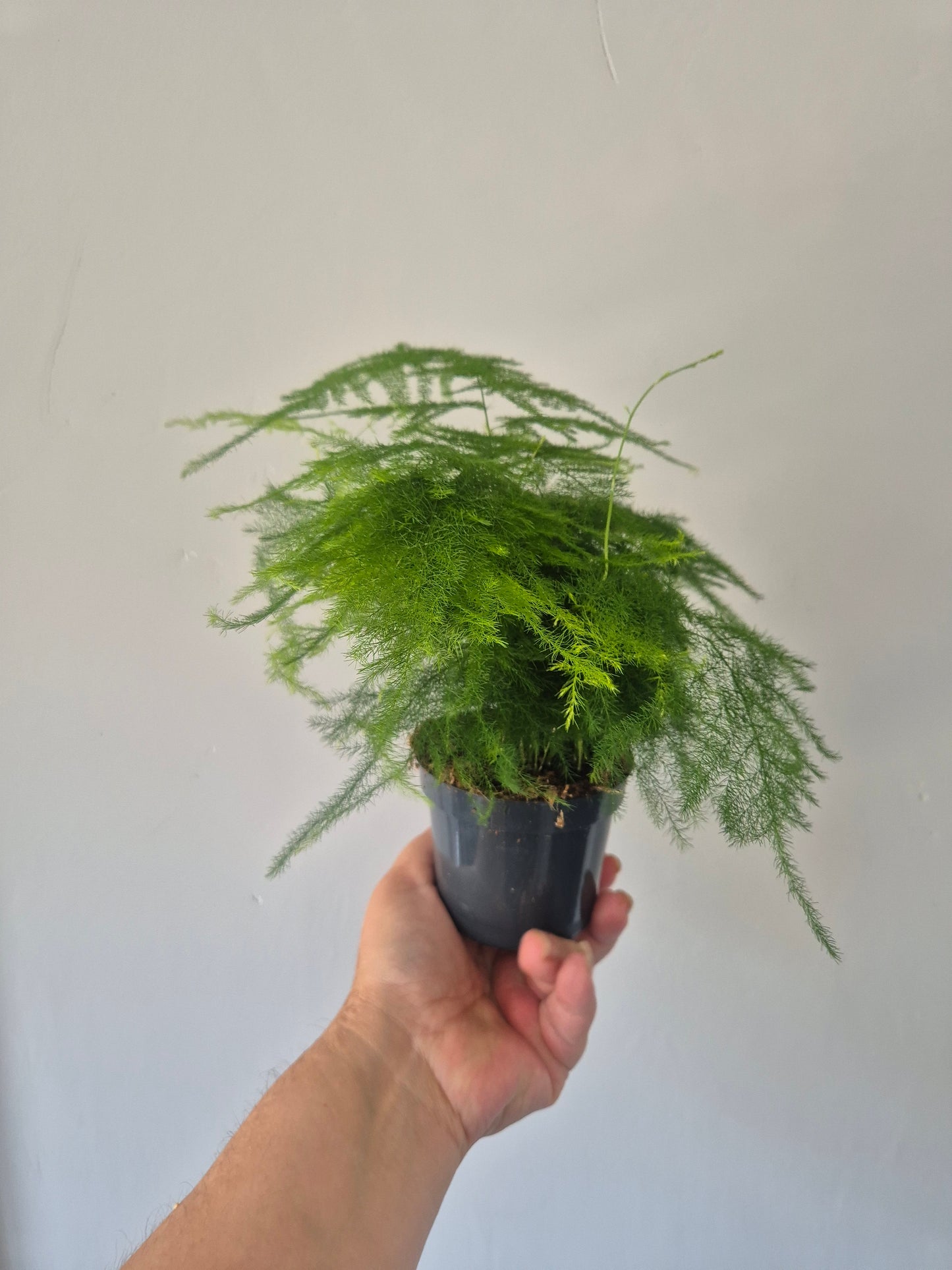 Asparagus Fern Plant Asparagus Plumosus Indoor House Plant in a 9cm pot