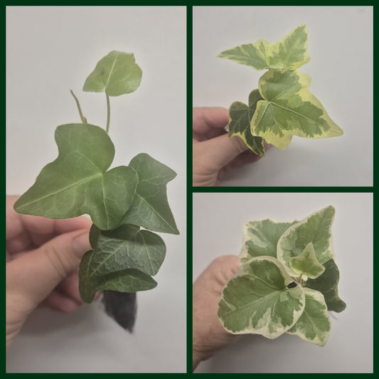 3x English Ivy Bundle | Plug Plant | White Wonder | Triangular | Goldchild ivy