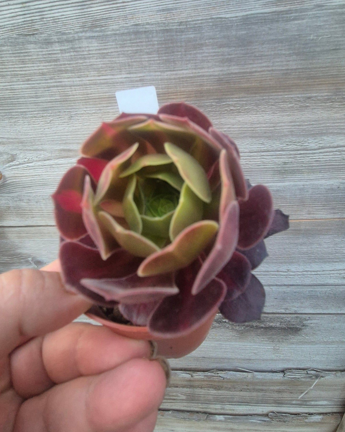 Aeonium klimanjero