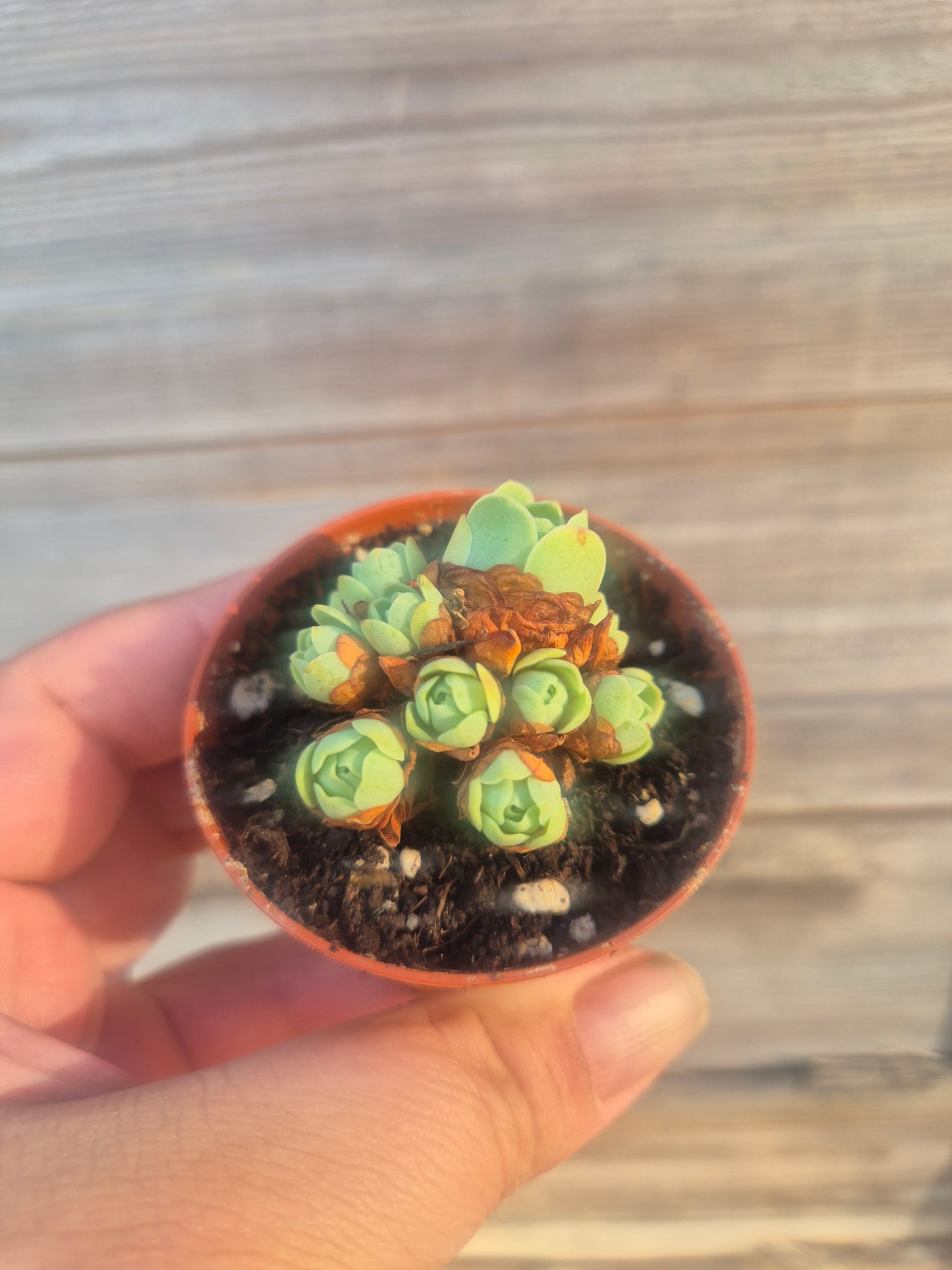 Mountain rose Aeonium greenovia