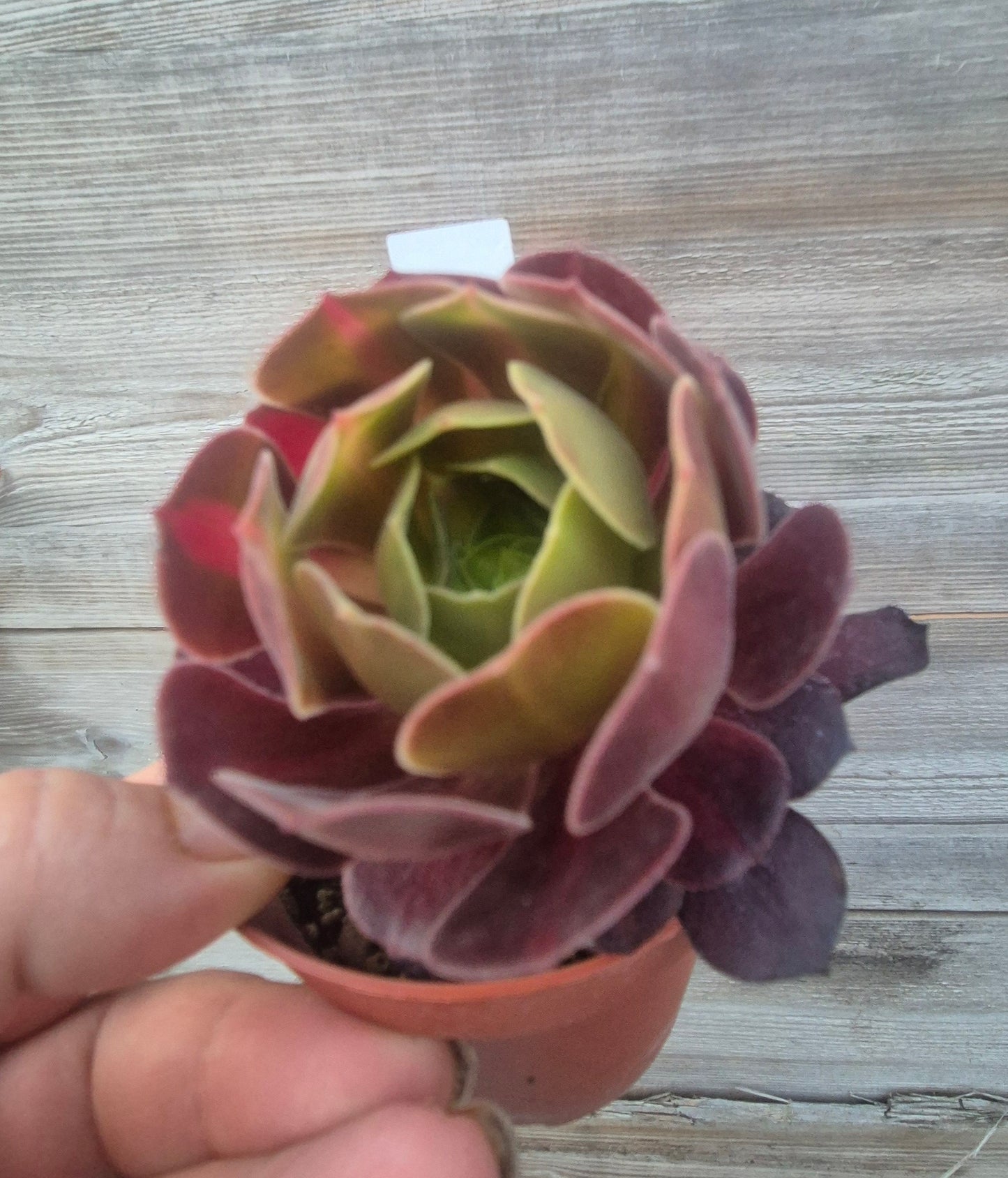 Aeonium klimanjero