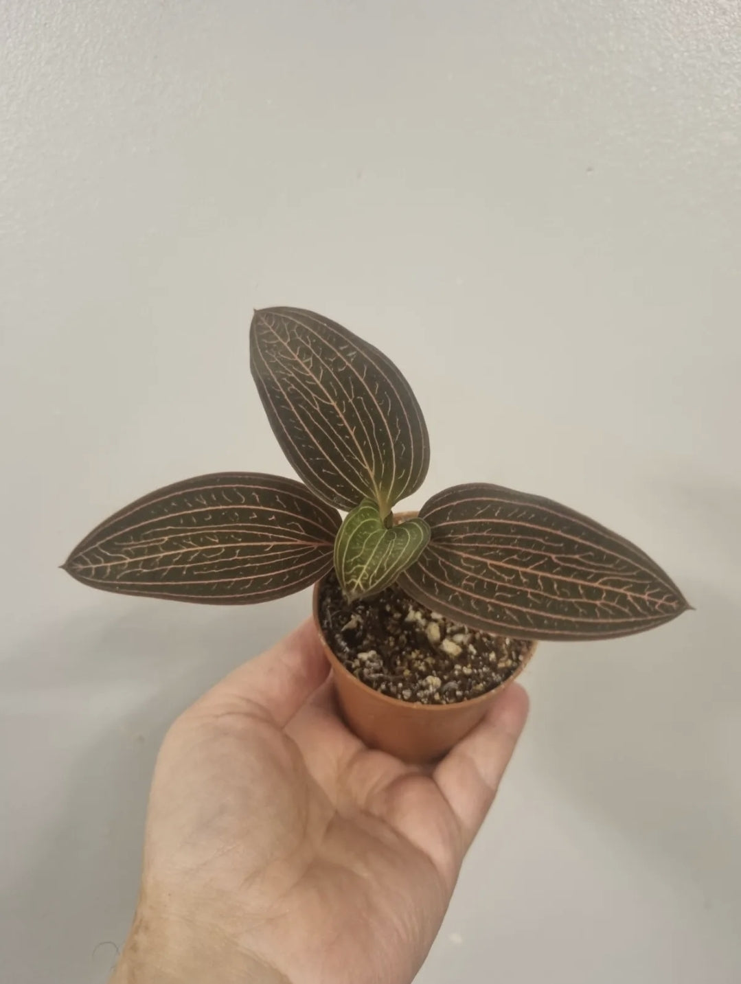 Ludisia Discolor Jewel Orchid Rooted Cutting In 7cm Pot