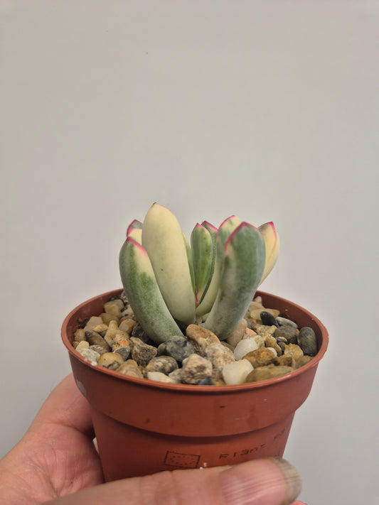 Cotyledon Orbiculata Variegated aka Cotyledon Flanaganii variegated 9cm Pot