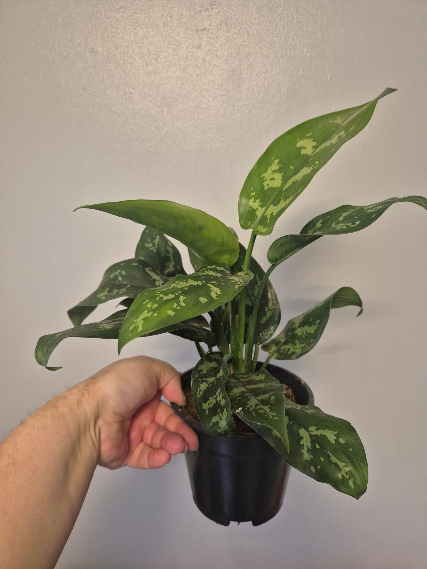 Aglaonema Maria Christina | Chinese Evergreen Plant | 14cm Pot | 30-40cm Tall