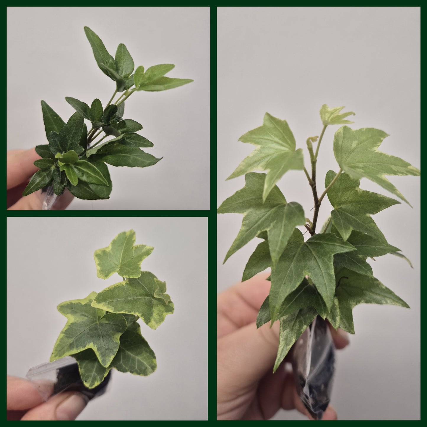 3x English Ivy Bundle | Plug Plant | White Ripple | Triangular | Goldchild ivy