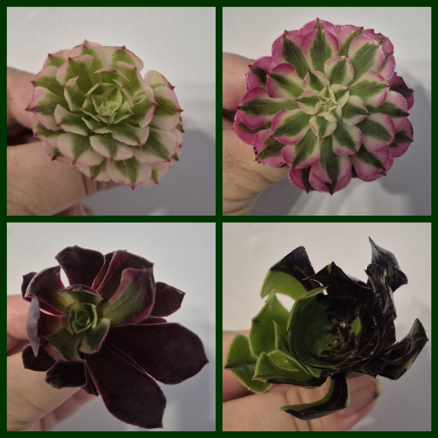 Aeonium Bundle Of 4 Unrooted | Super Bang | Mona Lisa| White Garnet | Mardi Gras
