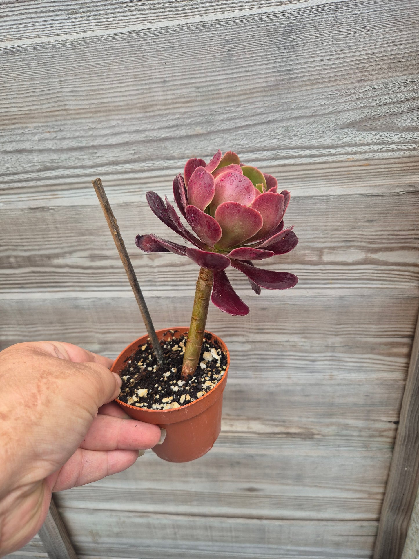 Aeonium Black Rose