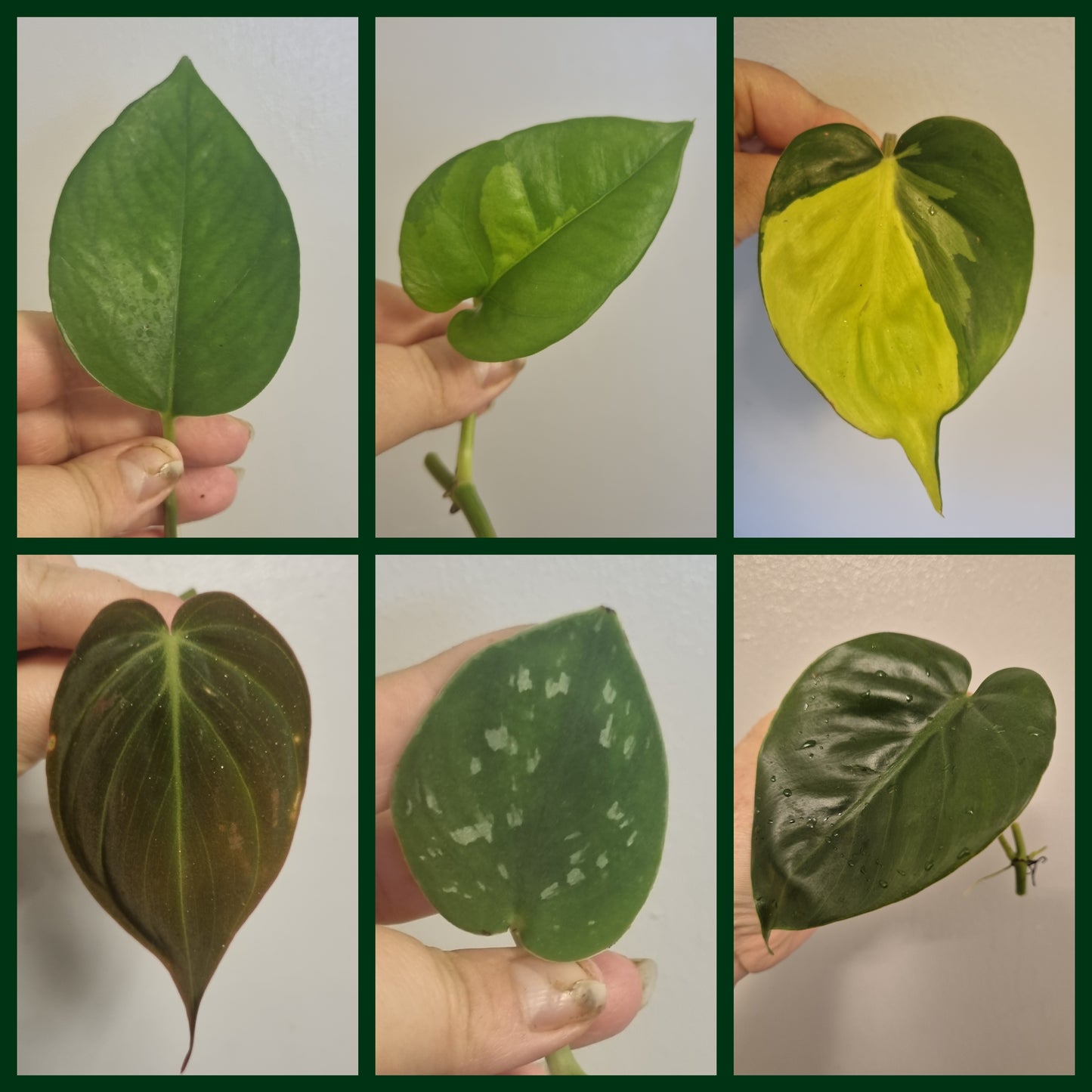 6x Pothos / Philodendron Cutting Bundle