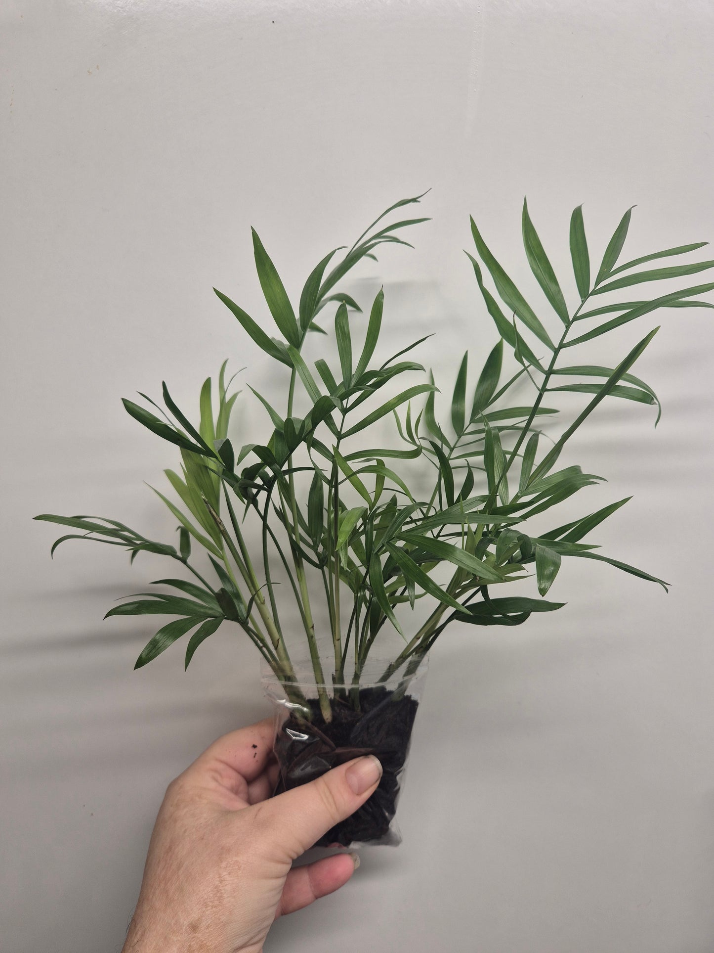 Parlour Palm plant x10 well rooted stems - Chamaedorea Elegans - Houseplant