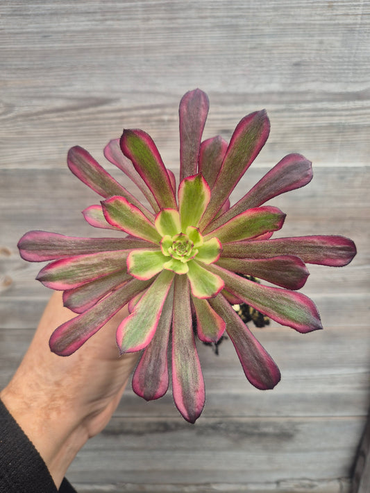 Aeonium mona lisa variegated