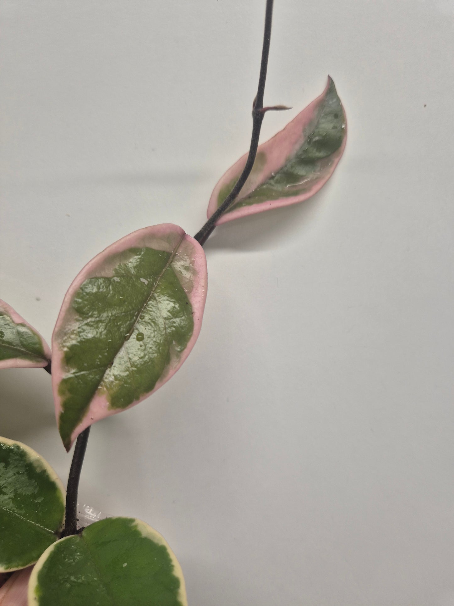 Hoya Carnosa Flamingo Dream  Variegated Well Rooted Plant Rare wax plant