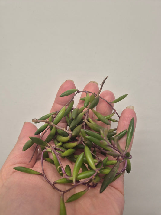 5x Ruby Necklace Othonna capensis trailing succulent starter Unrooted Cuttings