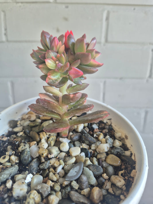 Echeveria Primadonna variegated |  Rare collectors Succulent