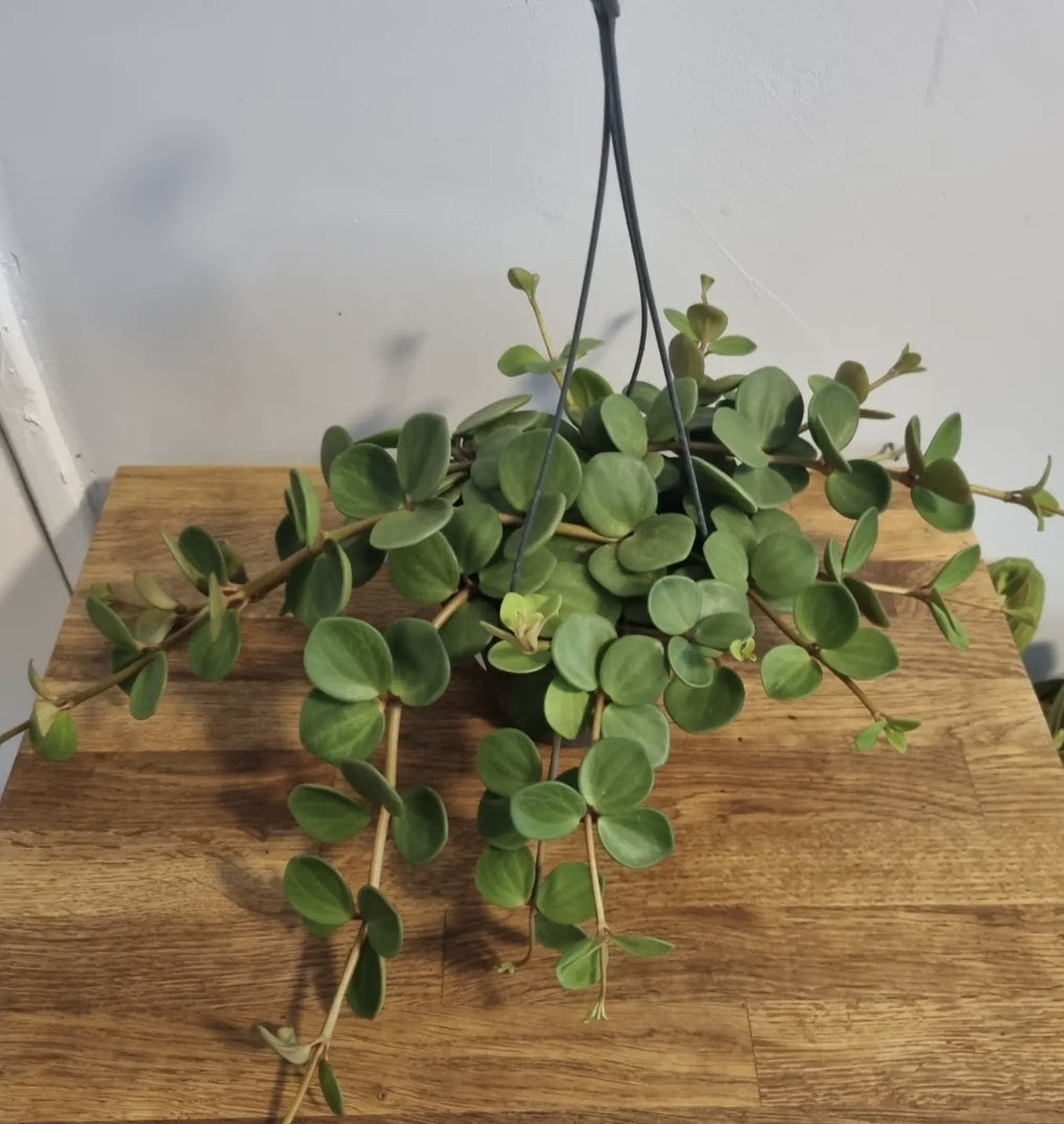 Peperomia Hope | In a 12cm Hanging Pot | Trailing Succulent House Plant | RARE