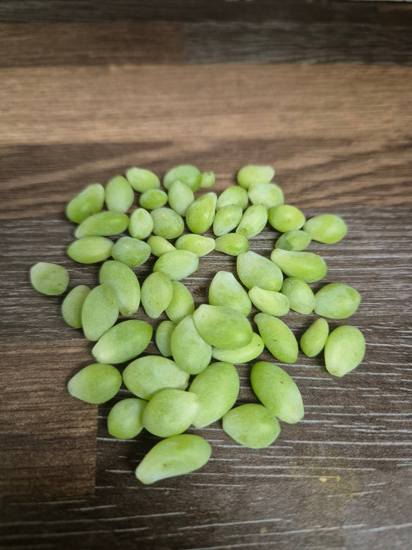 Sedum morganianum Burrito 'Burrows tail trailing succulent' 50x leaves