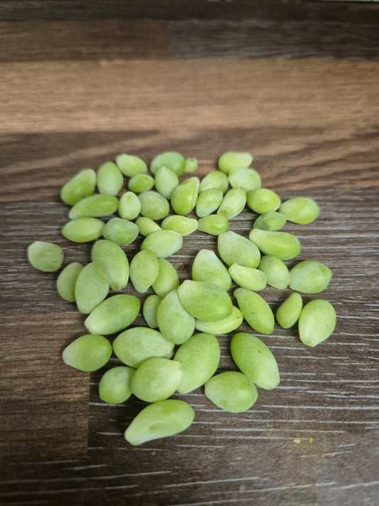 Sedum morganianum Burrito 'Burrows tail trailing succulent' 50x leaves