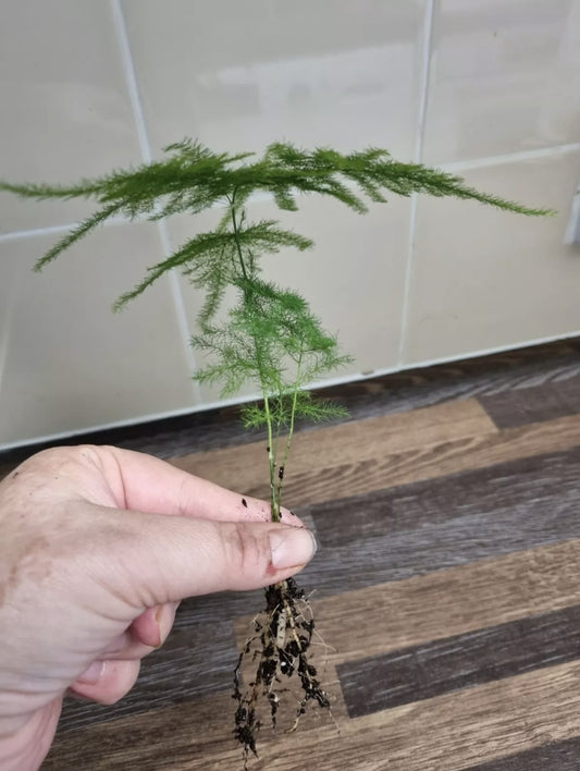 Asparagus Fern Plant Asparagus Plumosus Indoor Well Rooted House Plant Bare root