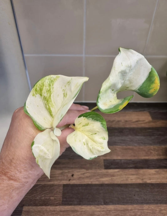 Epipremnum Manjula Pothos | 4-5 Leaves Well Rooted Happy Leaf Pothos Variegated