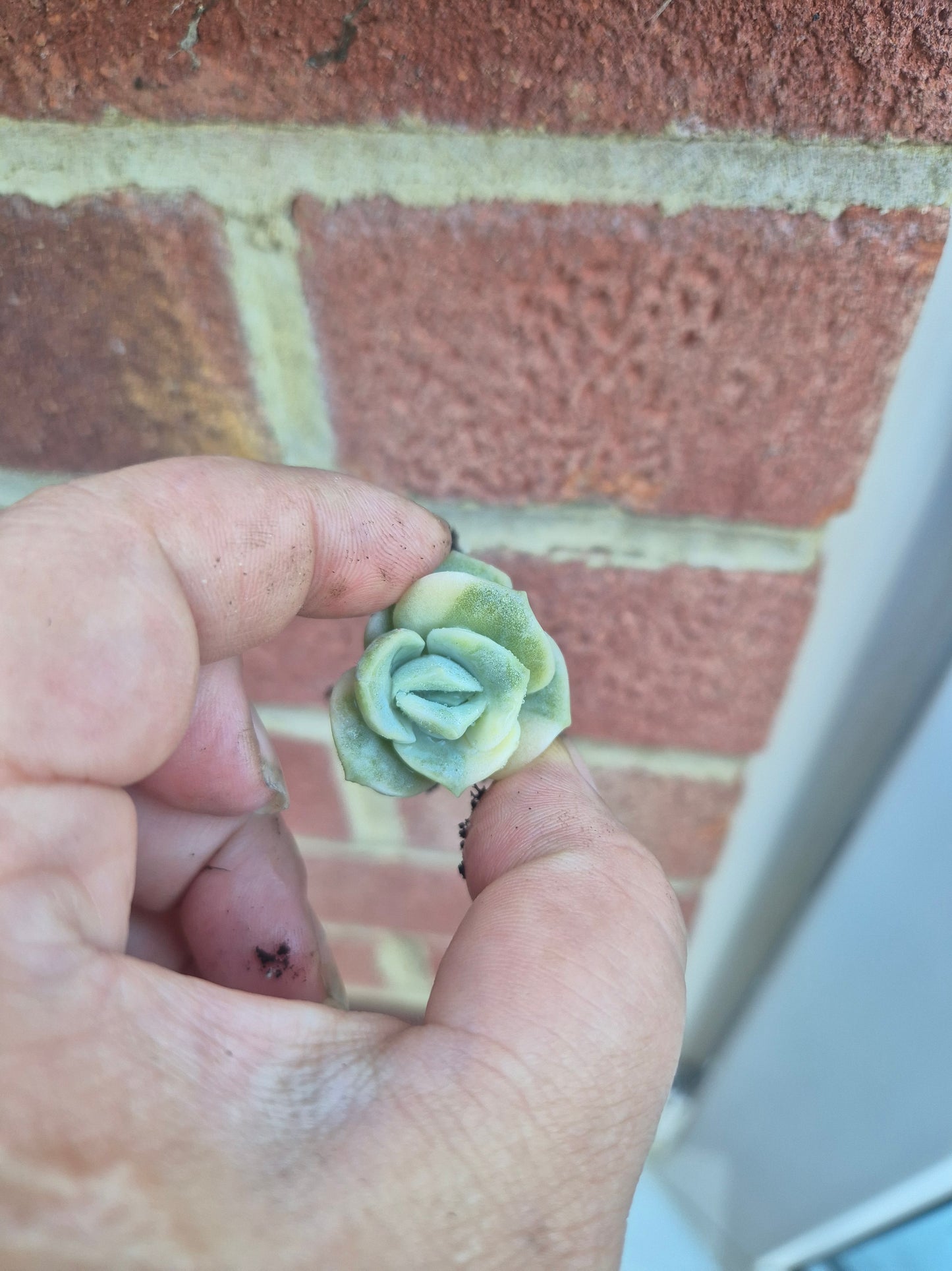 Lovely rose Variegated
