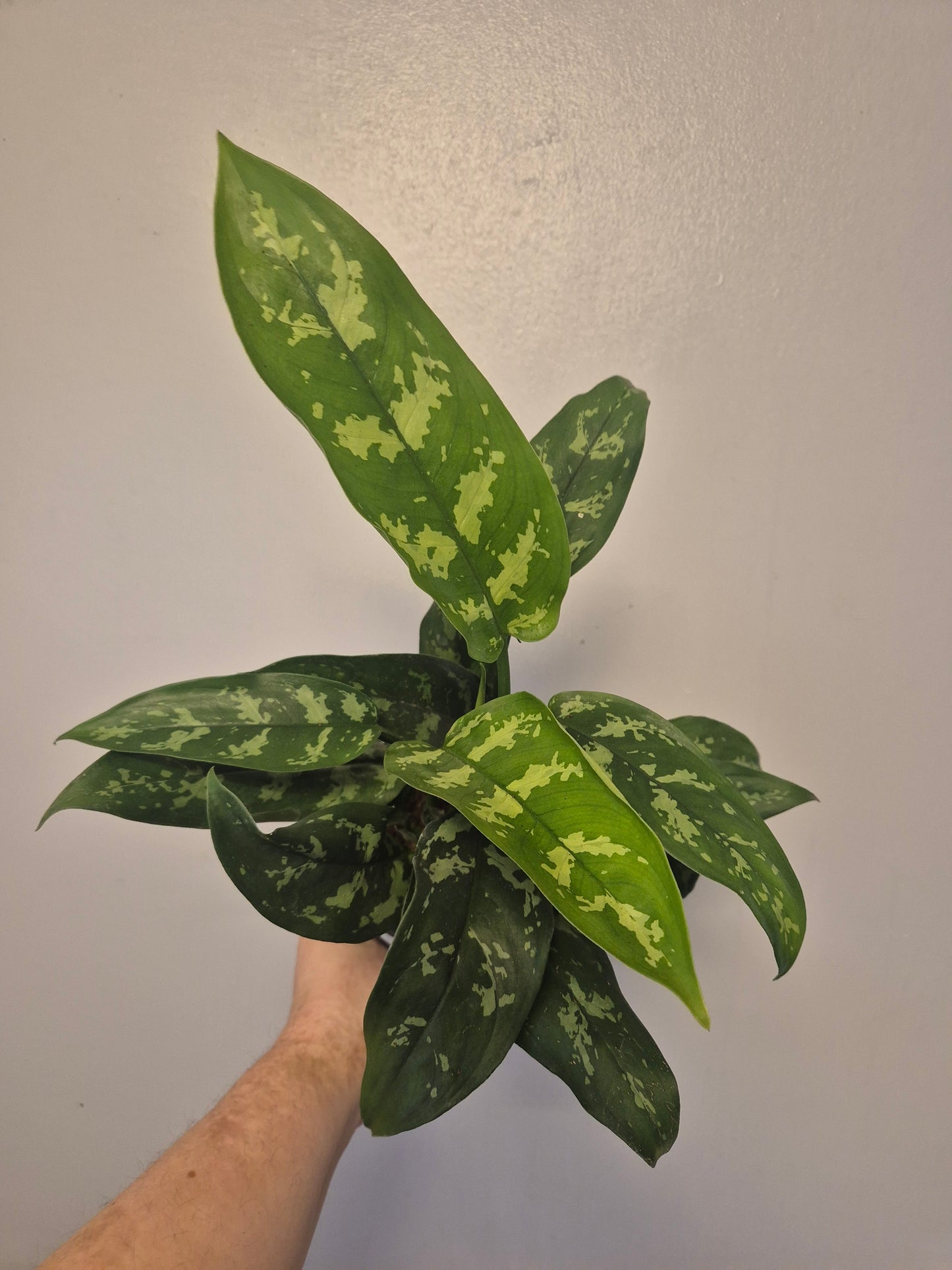 Aglaonema Maria Christina | Chinese Evergreen Plant | 14cm Pot | 30-40cm Tall