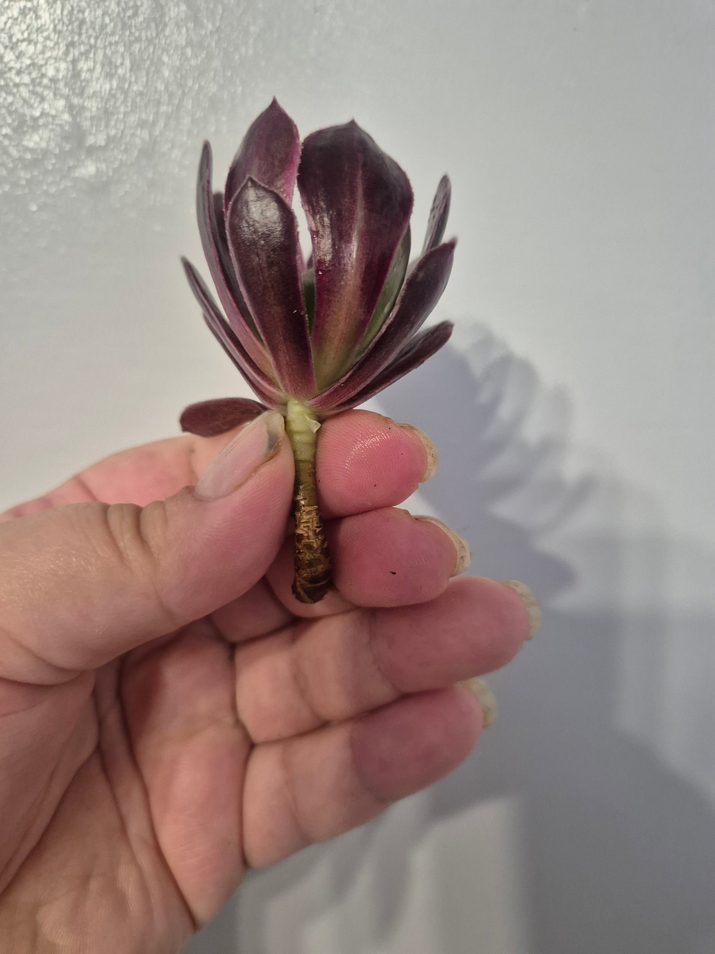 Aeonium Bundle Of 4 Unrooted | Super Bang | Mona Lisa| White Garnet | Mardi Gras