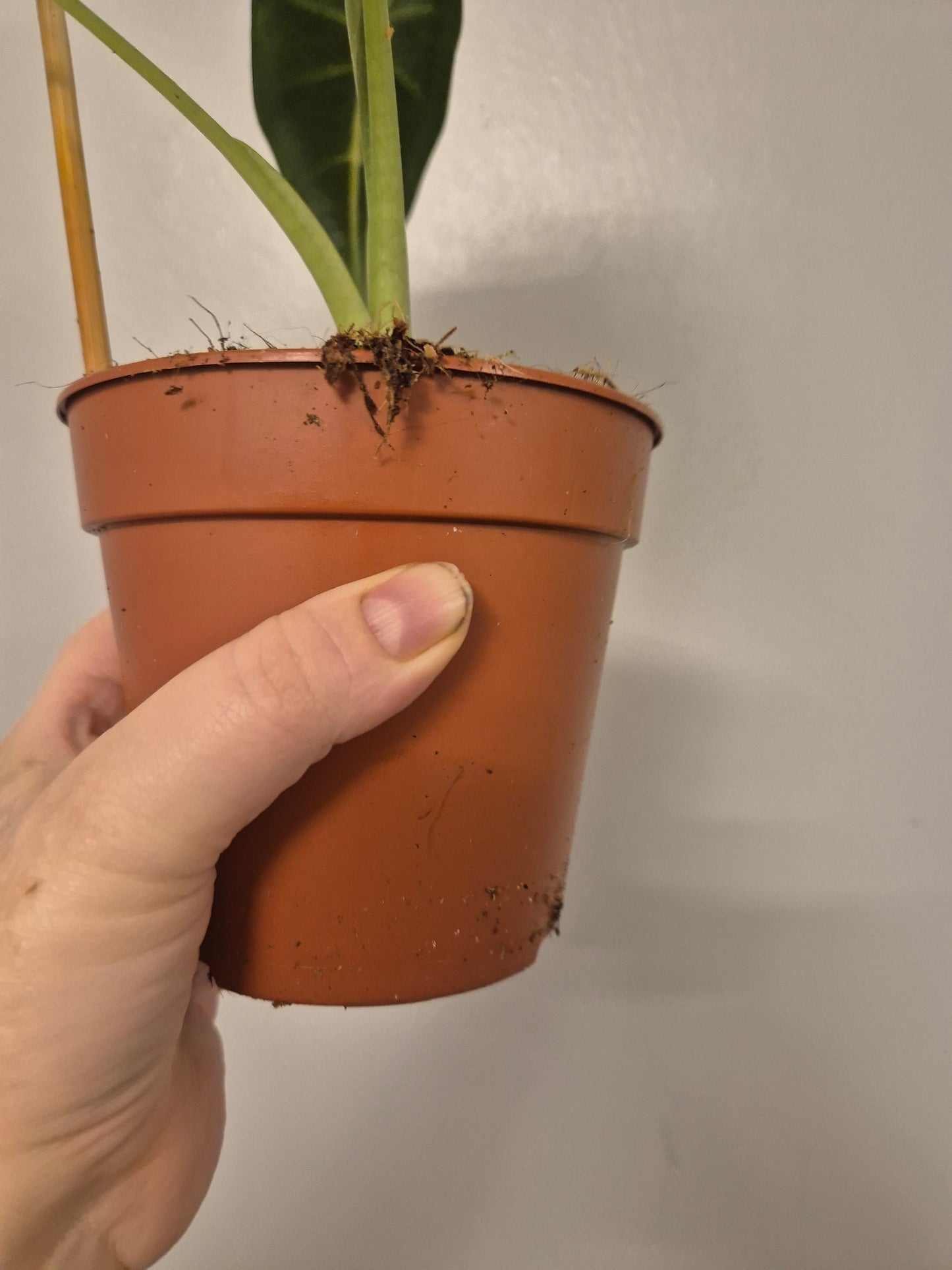 Alocasia Frydek Micholitziana | Velvet | Elephant Ear Plant | in a 12 cm pot