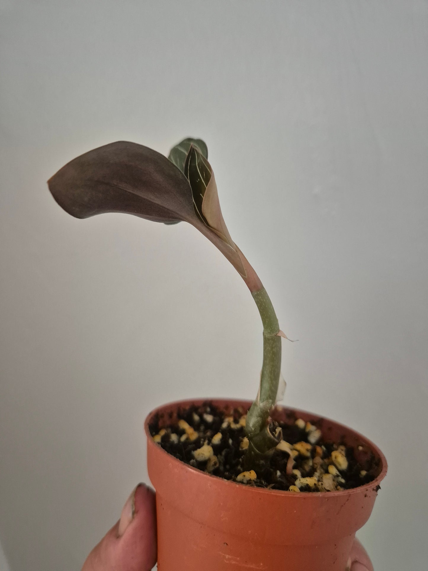 Ludisia Discolor