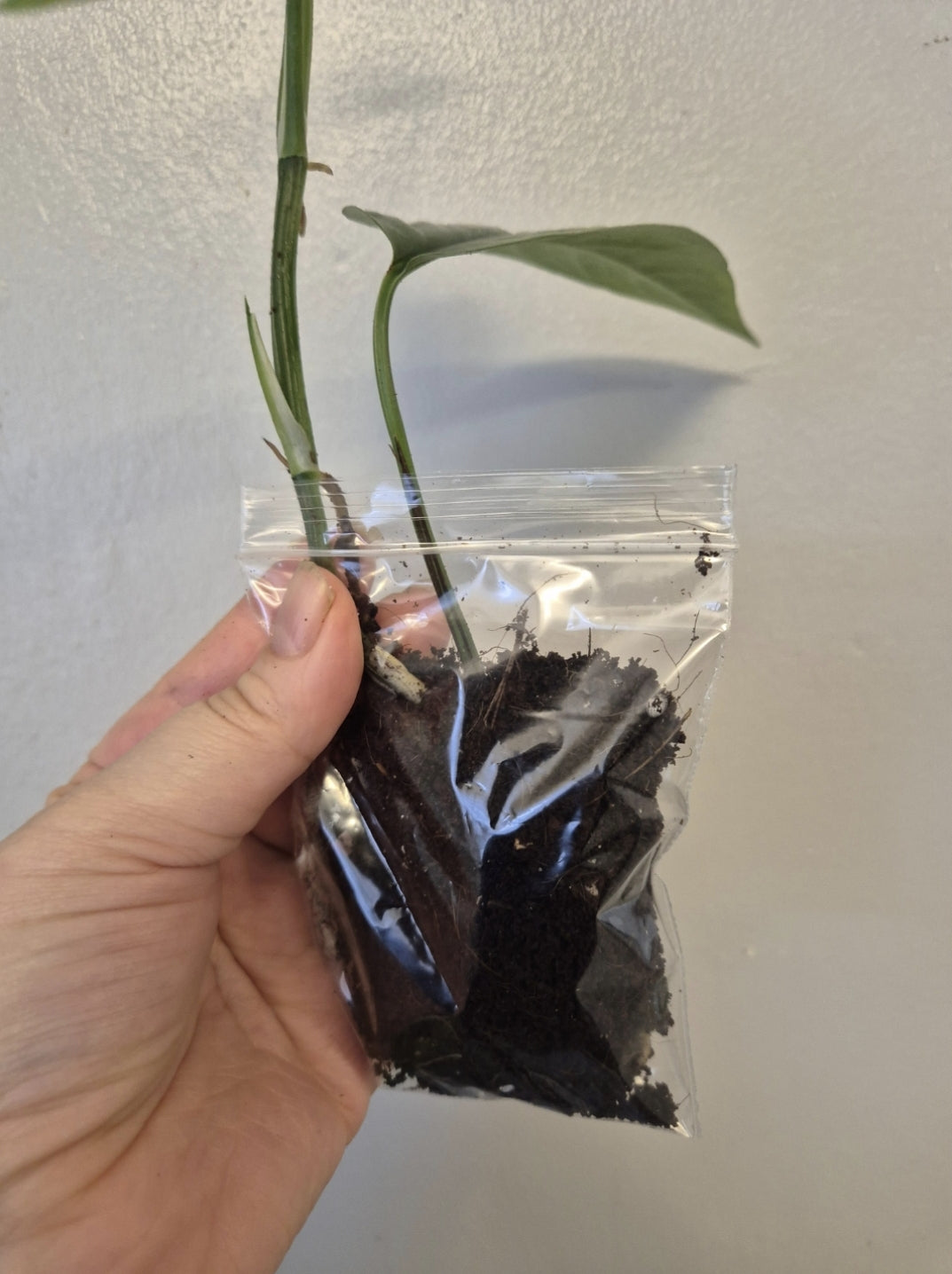 Cebu Blue pothos 4-5 leaves bare rooted plant