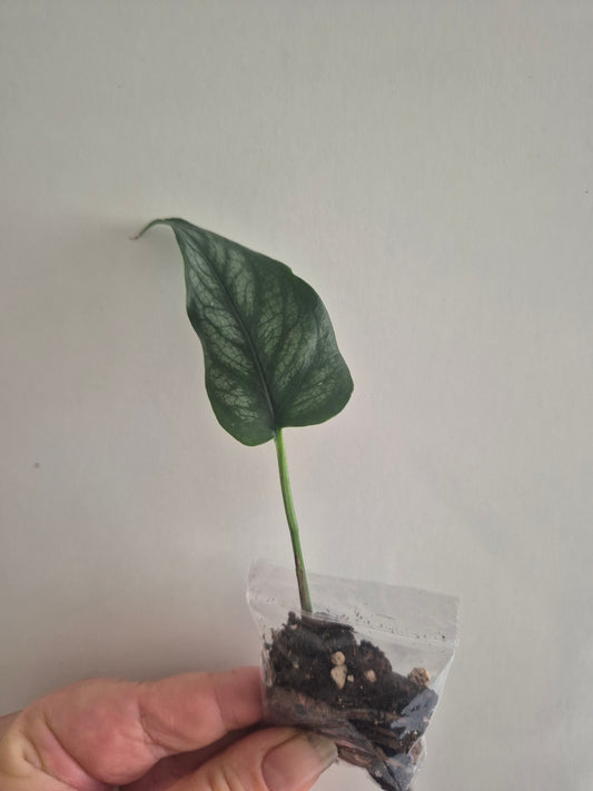 Monstera Siltepecana | Silver Fox Trailing House Plant | Rooted 1 Leaf Cutting