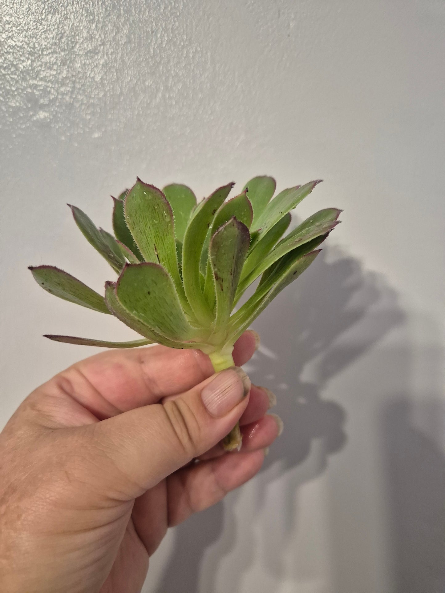 Aeonium Bundle Of 4 Unrooted | Pink Lady | Klimanjero | Toffee Apple |Black Rose