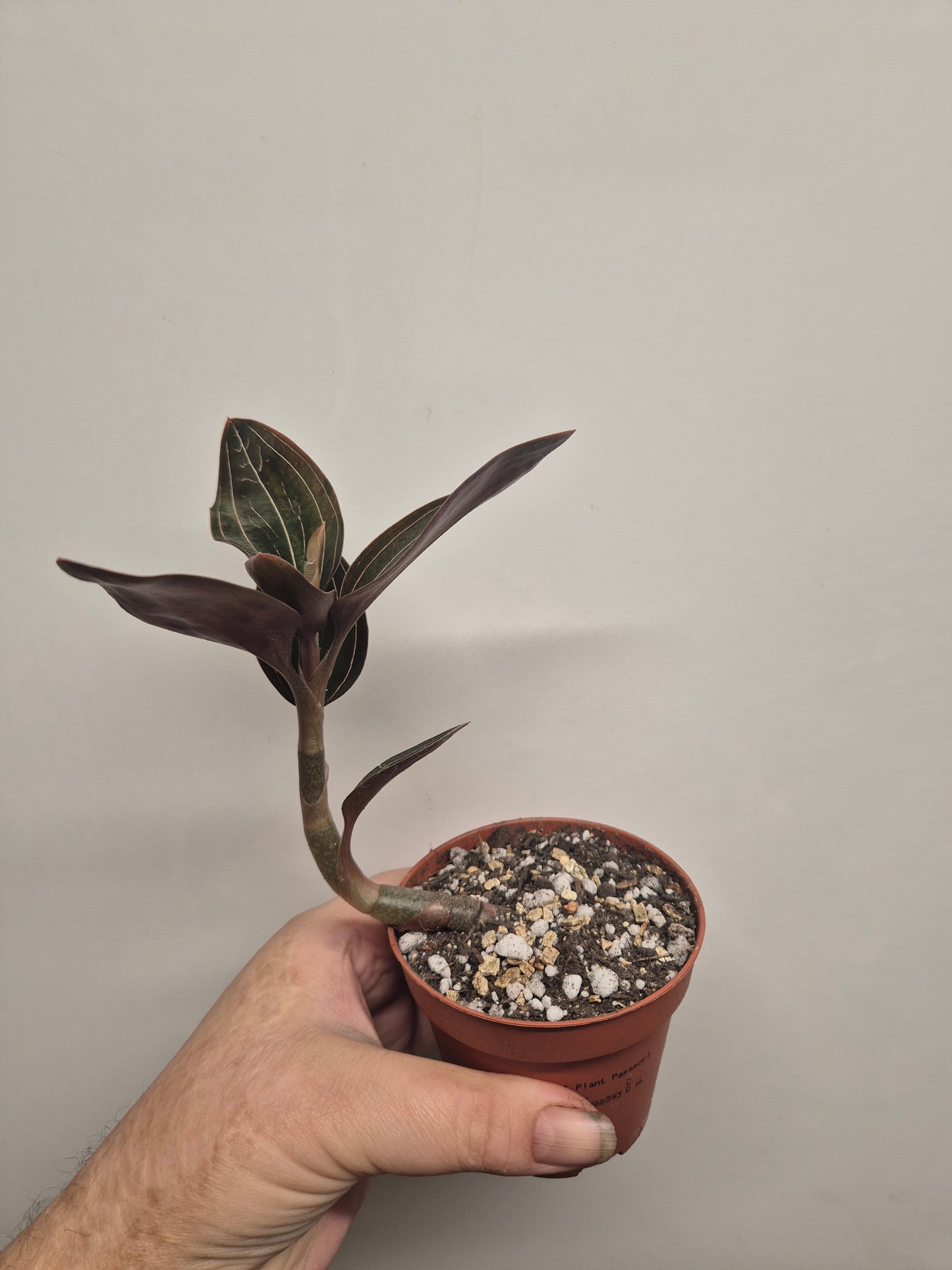 Ludisia Discolor Jewel Orchid Rooted Cutting In 7cm Pot