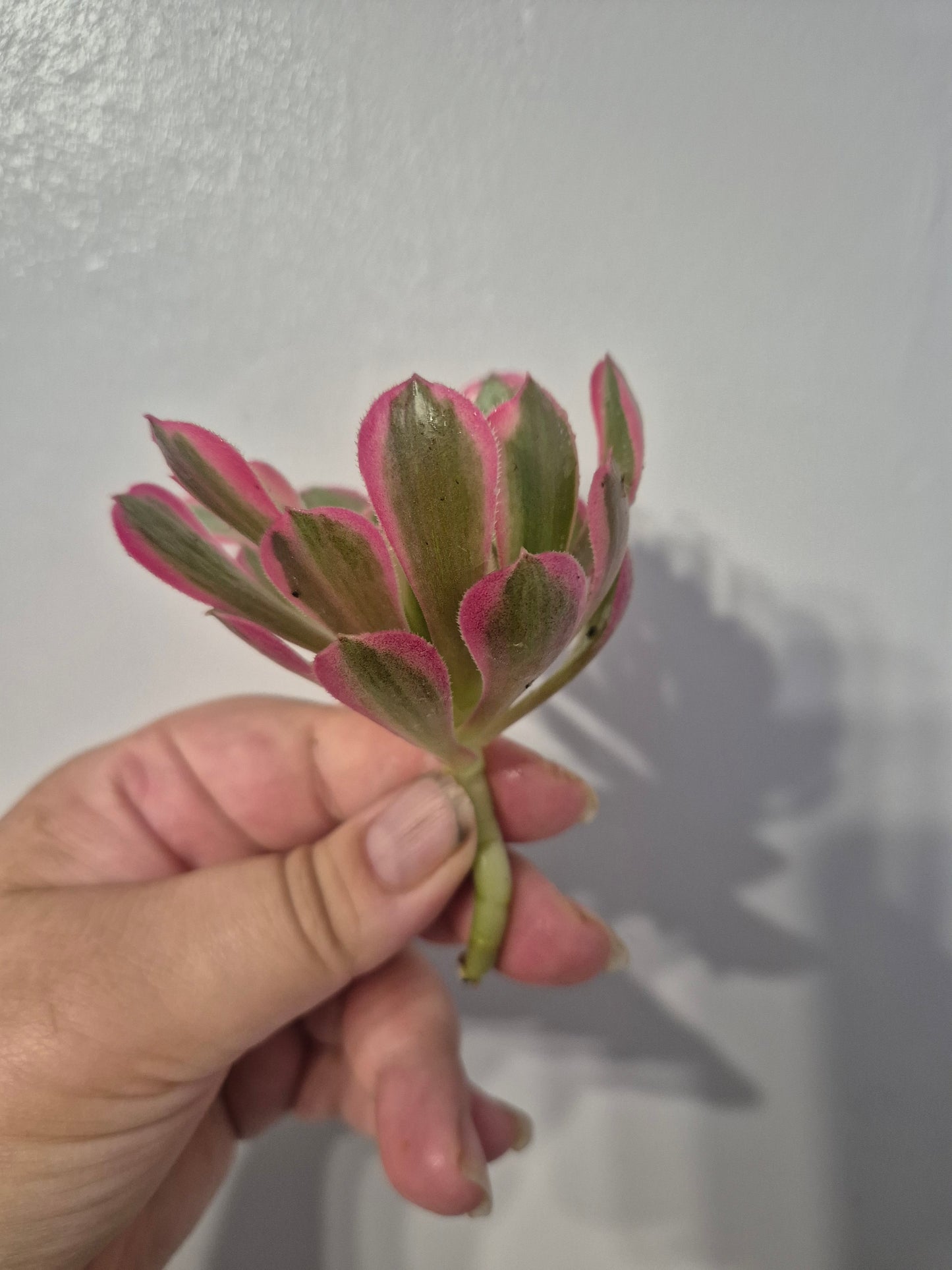 Aeonium Bundle Of 4 Unrooted | Pink Lady | Klimanjero | Toffee Apple |Black Rose