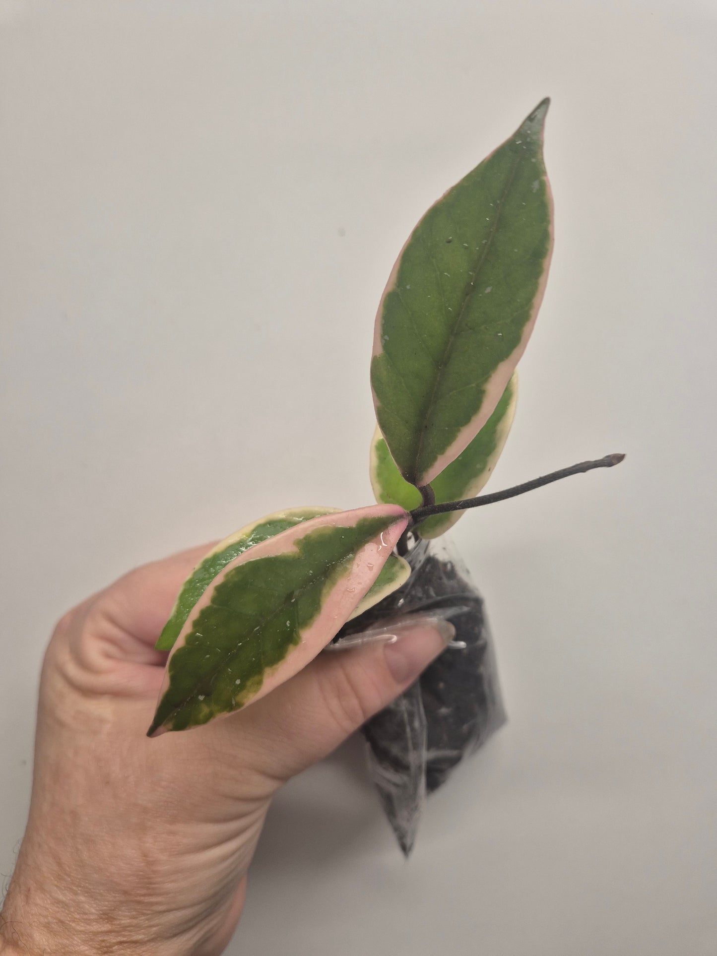 Hoya Carnosa Flamingo Dream  Variegated Well Rooted Plant Rare wax plant