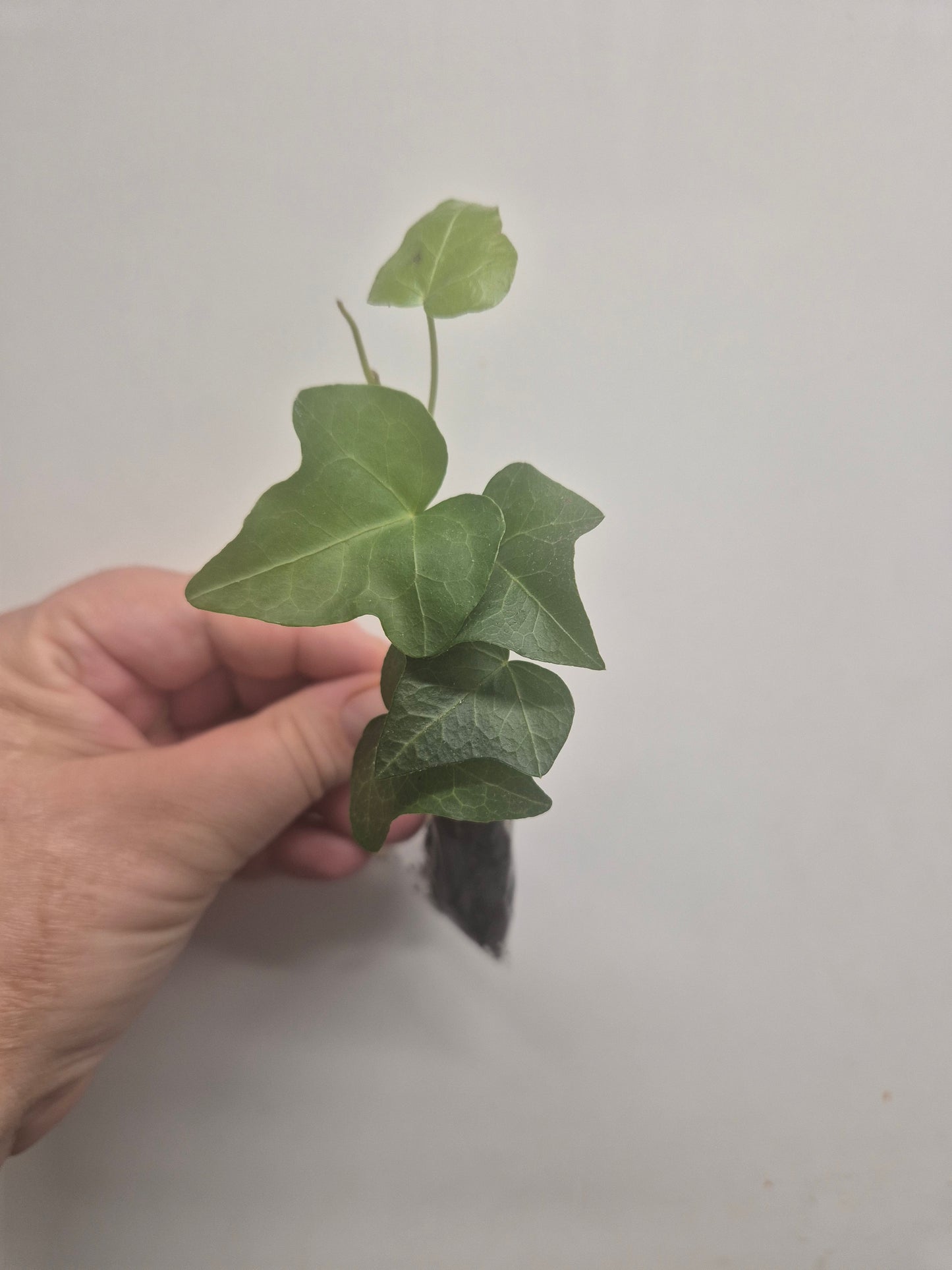 3x English Ivy Bundle | Plug Plant | White Wonder | Triangular | Goldchild ivy