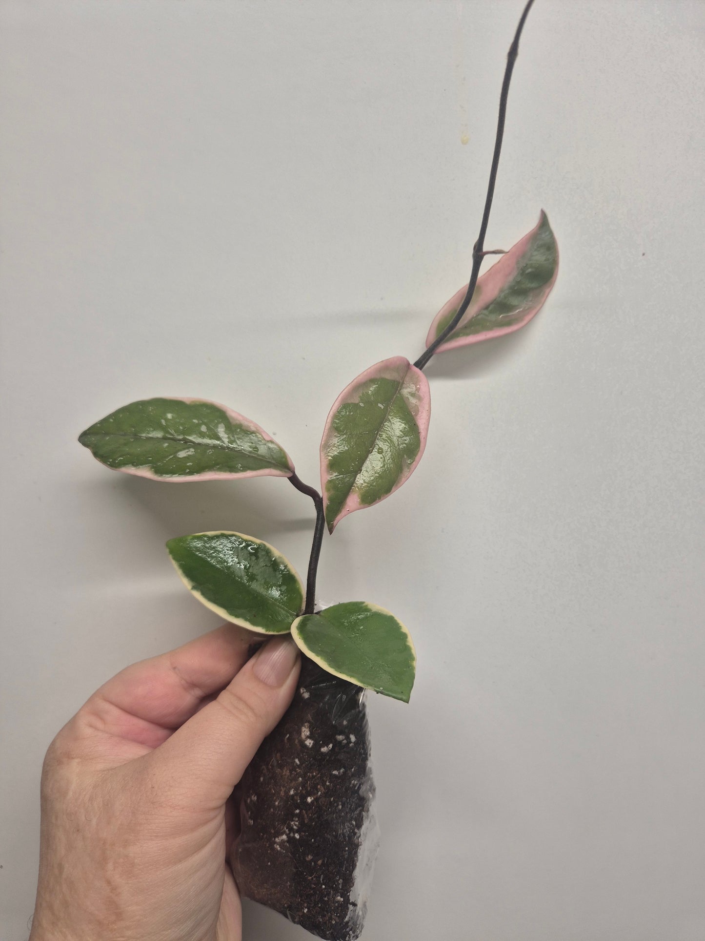 Hoya Carnosa Flamingo Dream  Variegated Well Rooted Plant Rare wax plant