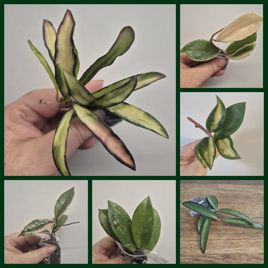 Hoya Bundle Of 6 | Tricolor | Flamingo | Wayetti | Krimson Queen | Pubicalyx