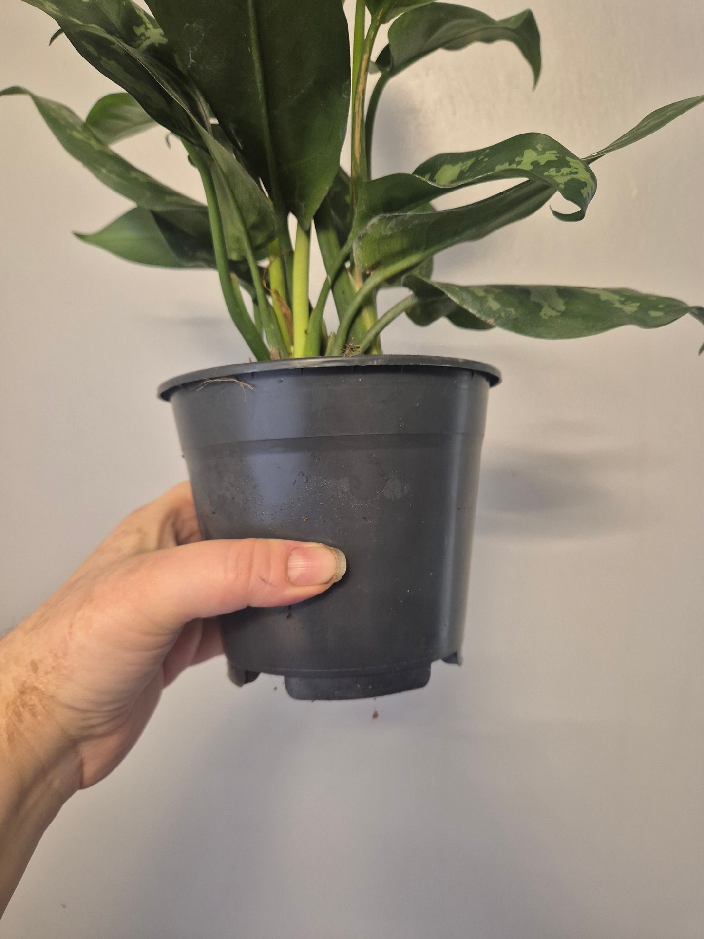 Aglaonema Maria Christina | Chinese Evergreen Plant | 14cm Pot | 30-40cm Tall