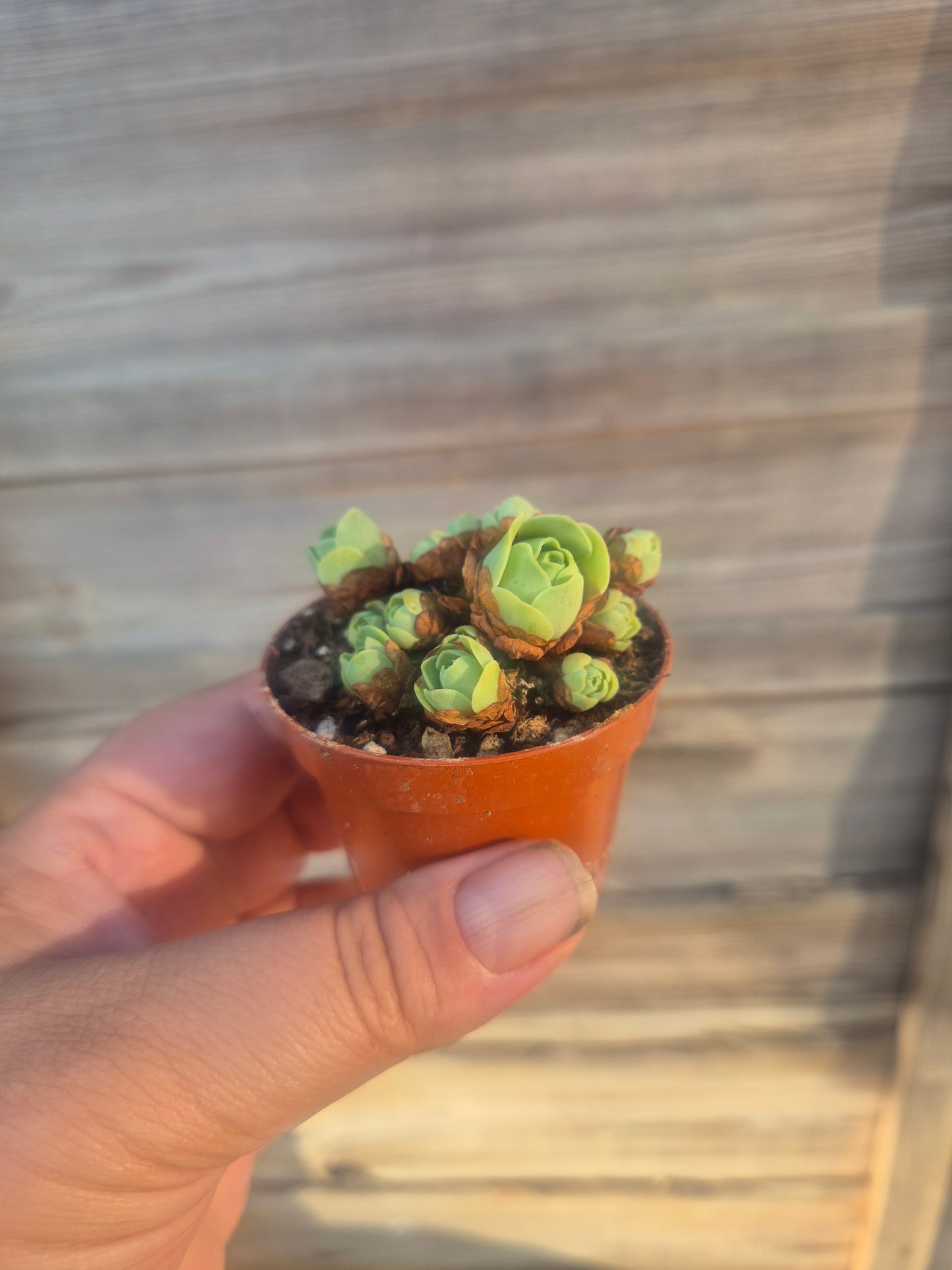Mountain rose Aeonium greenovia