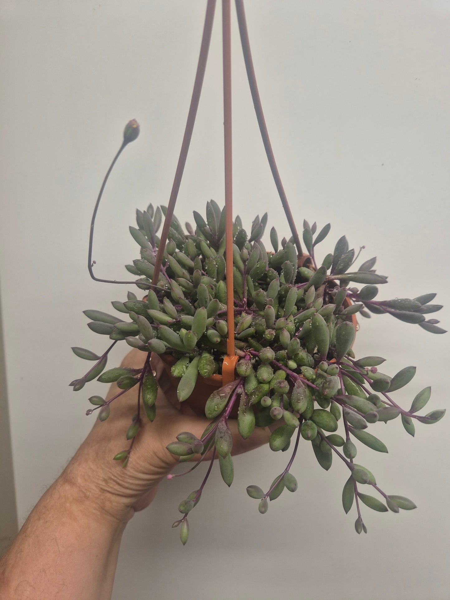 Ruby Necklace Othonna capensis trailing succulent plant in 12cm hanging pot