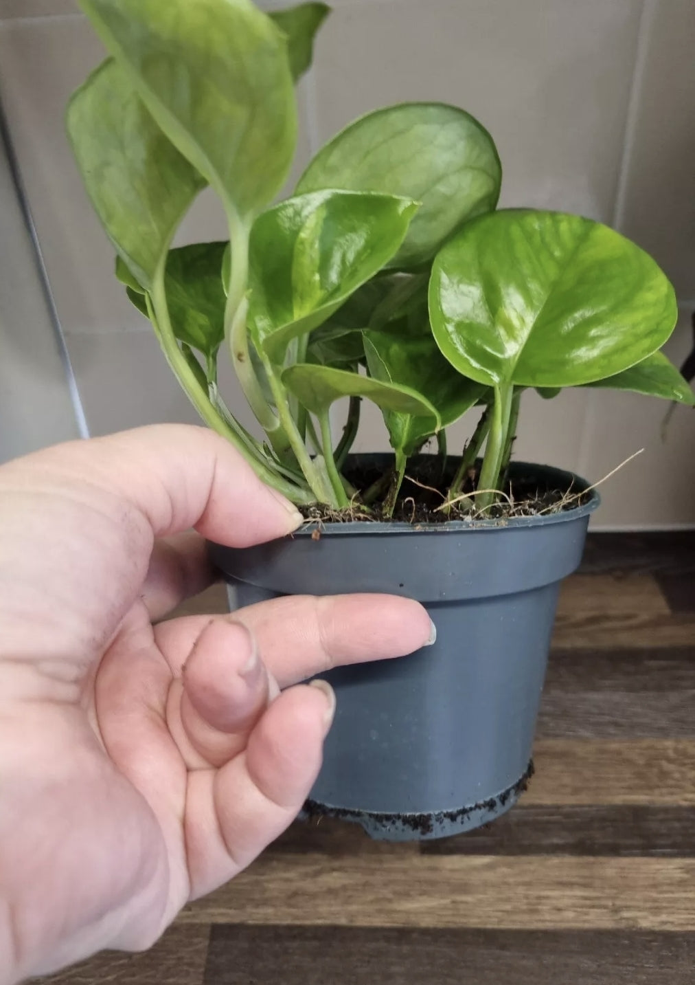 RARE Epipremnum Aureum Global Green Pothos House plant In 12cm Hanging Pot