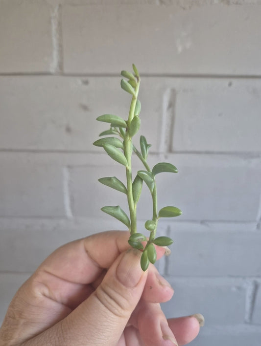 2 X Senecio Peregrinus string of Dolphins approx 5-7cm unrooted cuttings