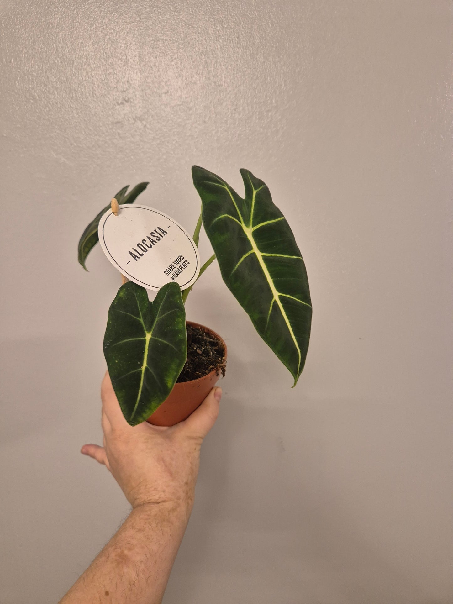 Alocasia Frydek Micholitziana | Velvet | Elephant Ear Plant | in a 12 cm pot
