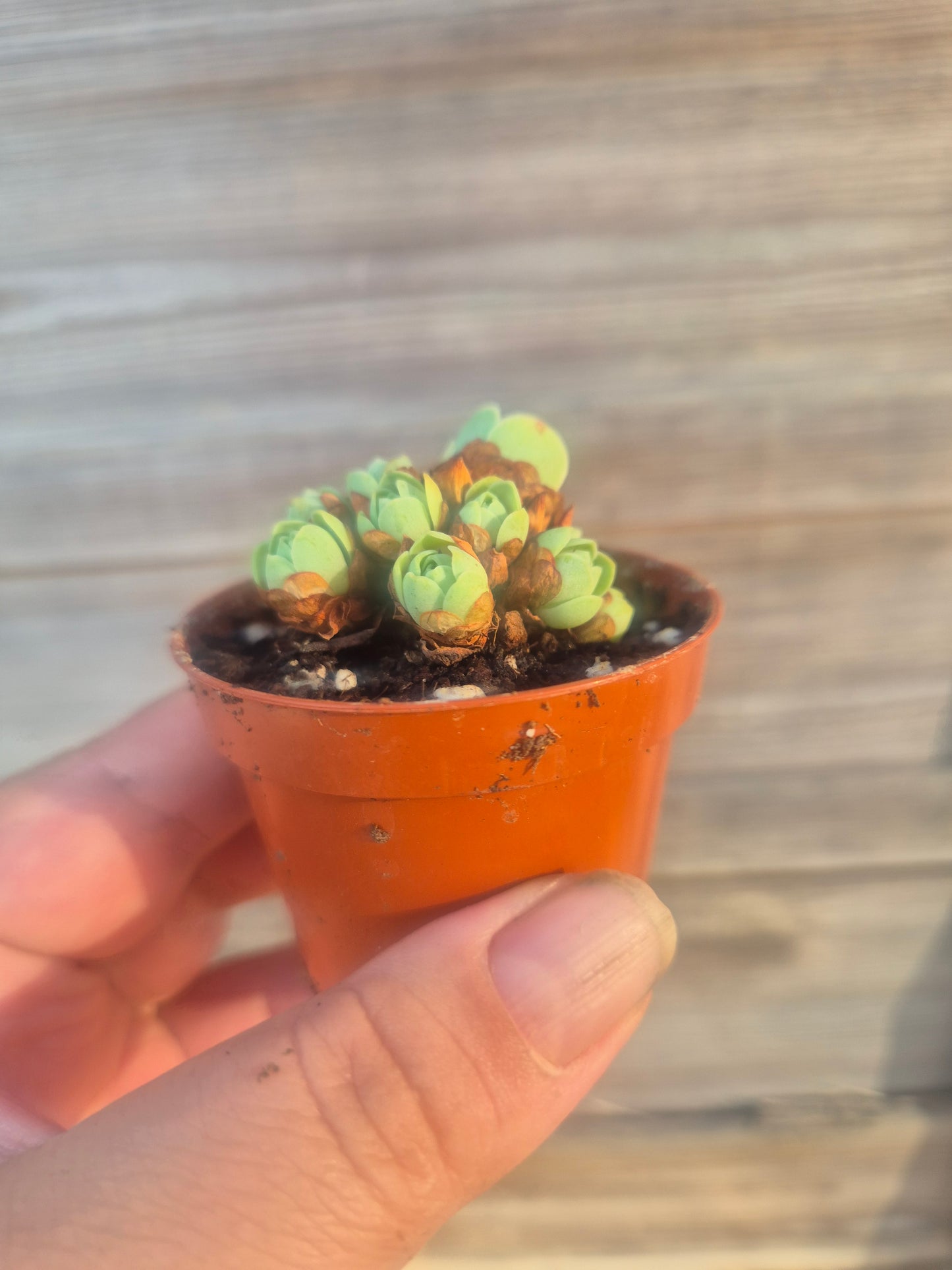 Mountain rose Aeonium greenovia