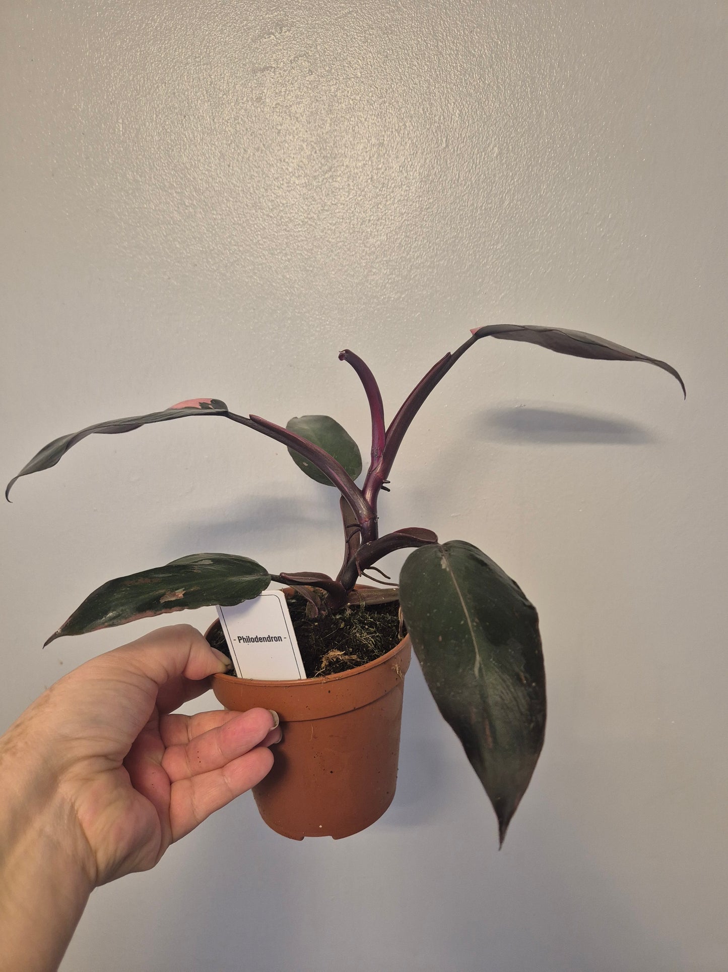 Philodendron pink Princess | Beautiful pink Variegation | 12cm Pot |Rare Plant