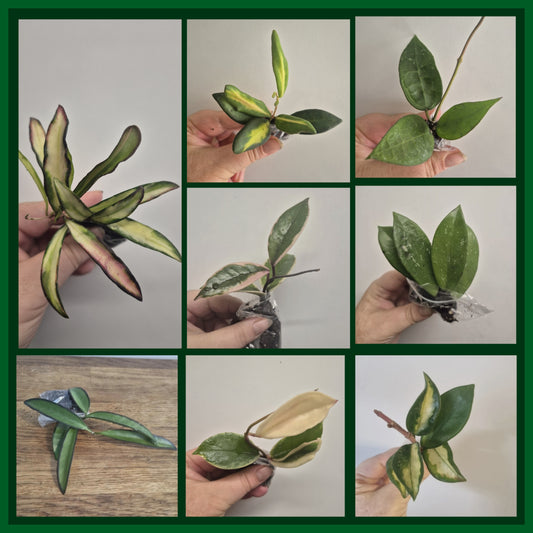 Hoya Bundle Of 8 | Tricolor | Flamingo | Wayetti | Krimson Queen | Pubicalyx | Burtoniae | Verticillata Black Margin