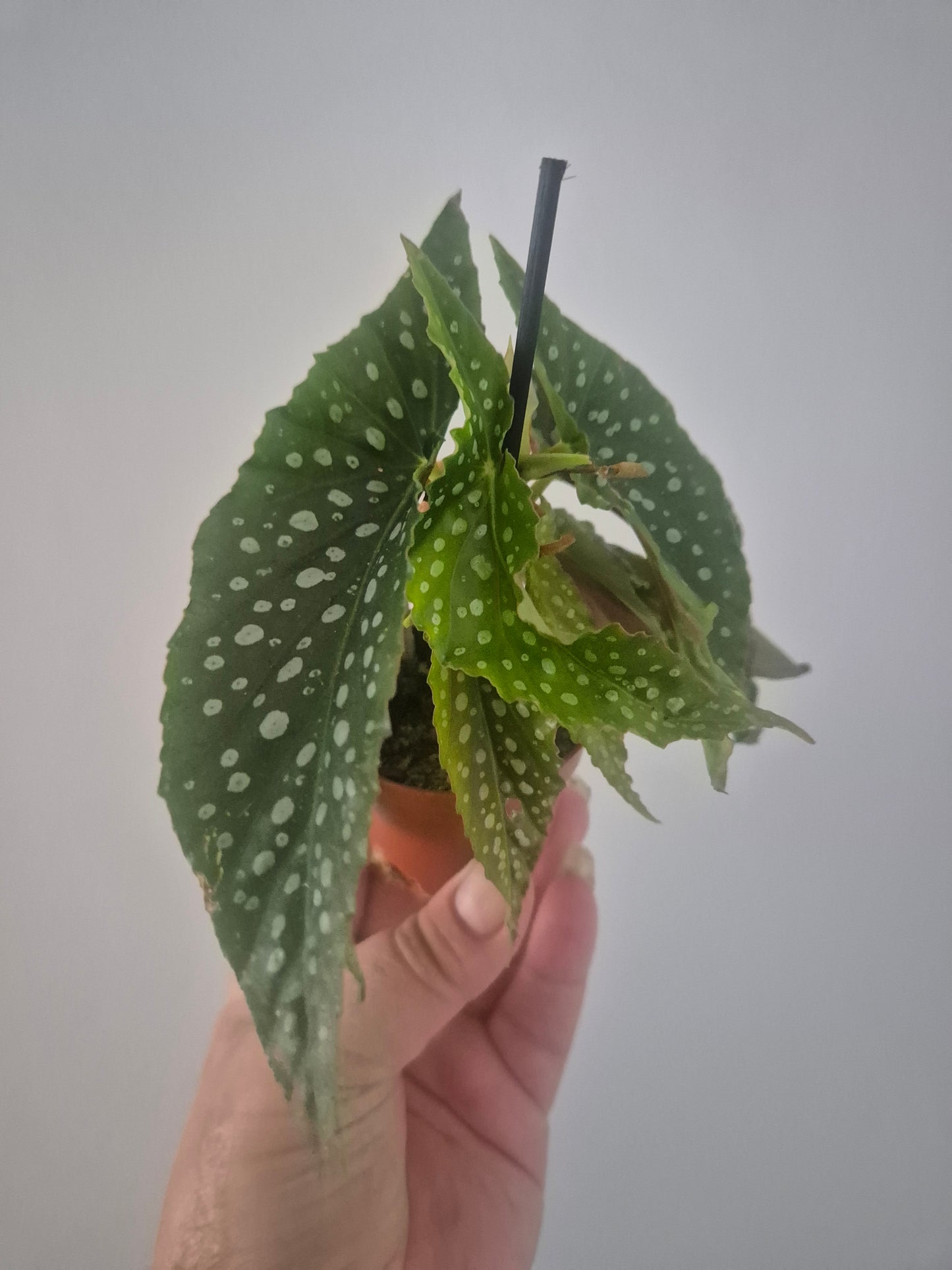 Begonia White ice | Well rooted cuttings | Sent bare rooted